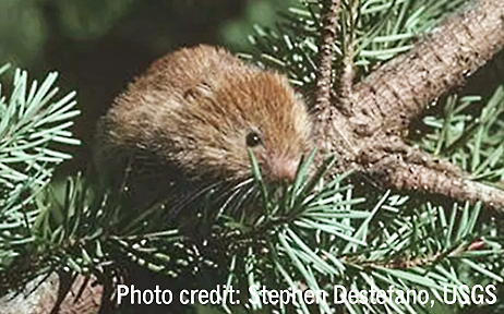 red tree vole graphic